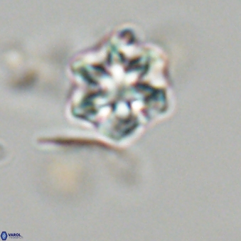 Olladiscoaster perplexus 32676