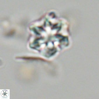 Olladiscoaster perplexus 32676