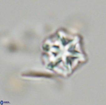 Olladiscoaster perplexus 32677