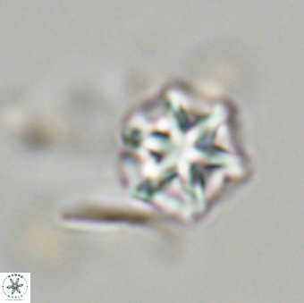 Olladiscoaster perplexus 32677