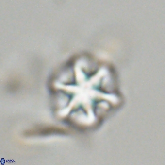 Olladiscoaster perplexus 32678