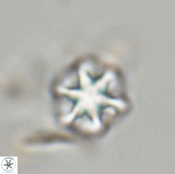Olladiscoaster perplexus 32678