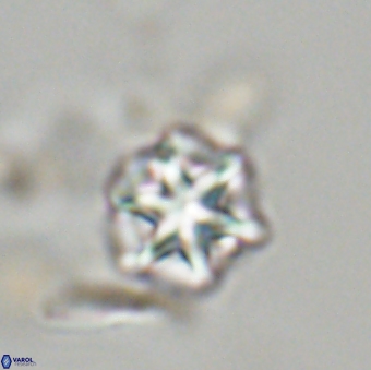 Olladiscoaster perplexus 32679