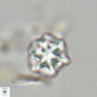 Olladiscoaster perplexus 32679
