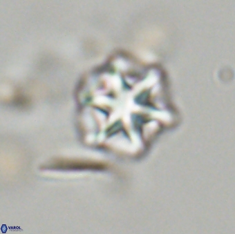 Olladiscoaster perplexus 32680