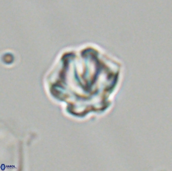 Olladiscoaster perplexus 32681