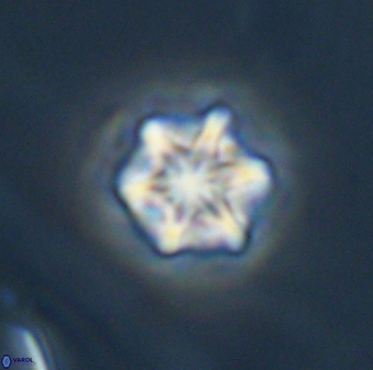 Olladiscoaster perplexus 32684