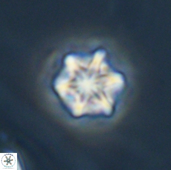 Olladiscoaster perplexus 32684
