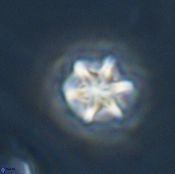 Olladiscoaster perplexus 32685