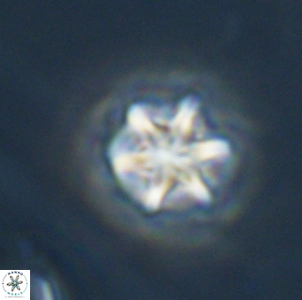 Olladiscoaster perplexus 32685