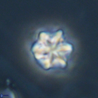 Olladiscoaster perplexus 32686