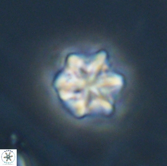 Olladiscoaster perplexus 32686