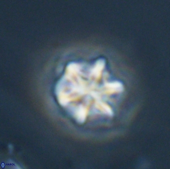 Olladiscoaster perplexus 32687