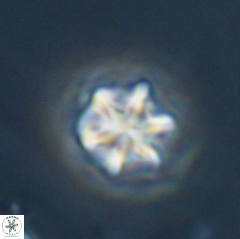Olladiscoaster perplexus 32687