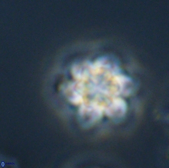 Olladiscoaster perplexus 32689