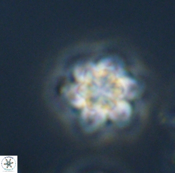 Olladiscoaster perplexus 32689