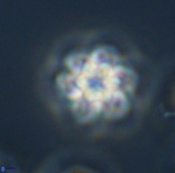 Olladiscoaster perplexus 32690