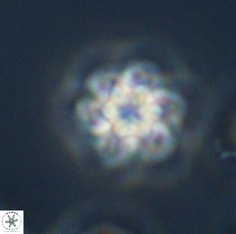 Olladiscoaster perplexus 32690