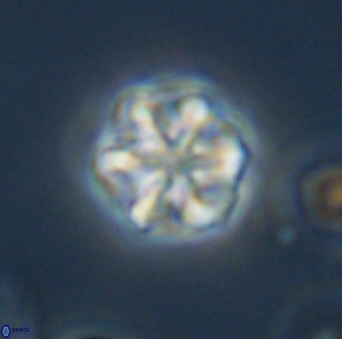 Olladiscoaster perplexus 32691