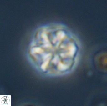 Olladiscoaster perplexus 32691