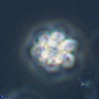 Olladiscoaster perplexus 32692