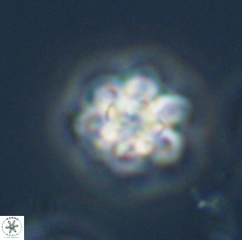 Olladiscoaster perplexus 32692
