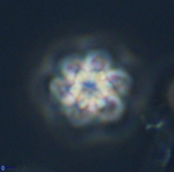 Olladiscoaster perplexus 32693