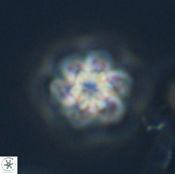 Olladiscoaster perplexus 32693