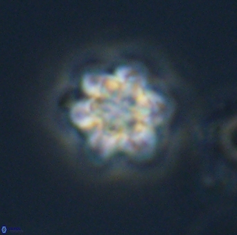 Olladiscoaster perplexus 32694