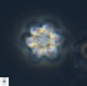 Olladiscoaster perplexus 32694