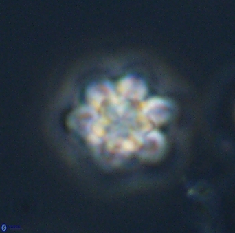 Olladiscoaster perplexus 32695