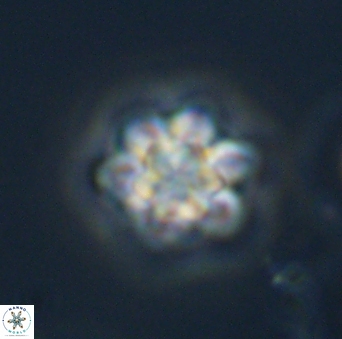 Olladiscoaster perplexus 32695
