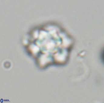 Olladiscoaster perplexus 32696