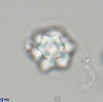 Olladiscoaster perplexus 32697