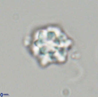 Olladiscoaster perplexus 32699