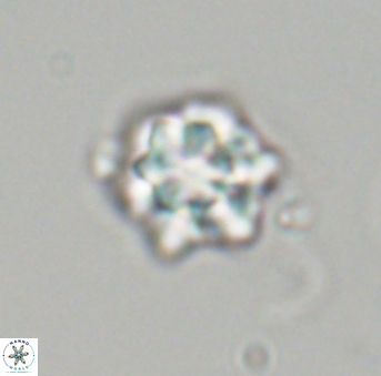 Olladiscoaster perplexus 32699