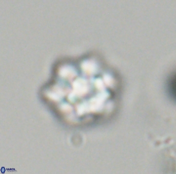 Olladiscoaster perplexus 32700