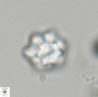 Olladiscoaster perplexus 32700