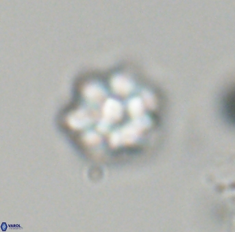 Olladiscoaster perplexus 32701