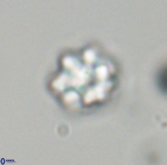 Olladiscoaster perplexus 32702