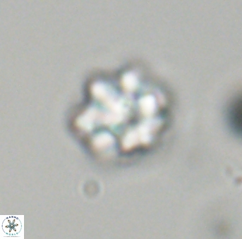 Olladiscoaster perplexus 32702