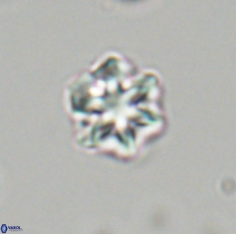 Olladiscoaster perplexus 32703