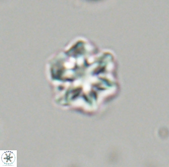Olladiscoaster perplexus 32703