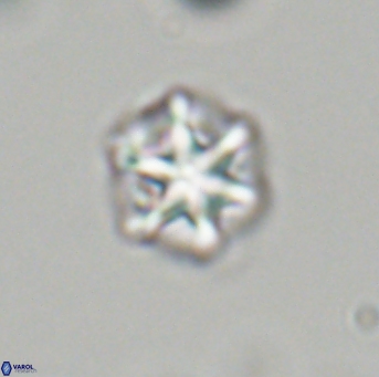 Olladiscoaster perplexus 32704