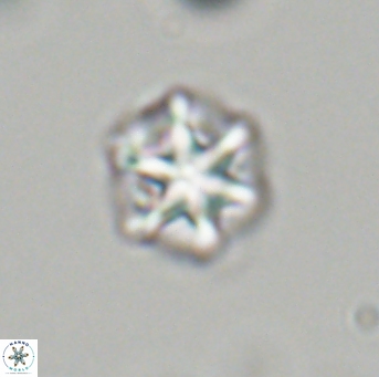 Olladiscoaster perplexus 32704