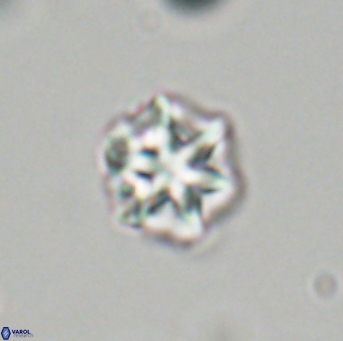 Olladiscoaster perplexus 32705