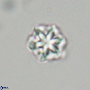 Olladiscoaster perplexus 32706