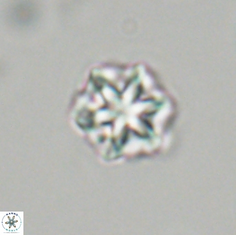 Olladiscoaster perplexus 32706