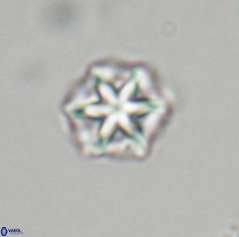 Olladiscoaster perplexus 32707