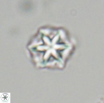 Olladiscoaster perplexus 32707